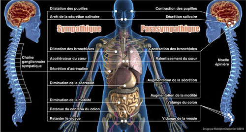 Concept de cohérence cardiaque