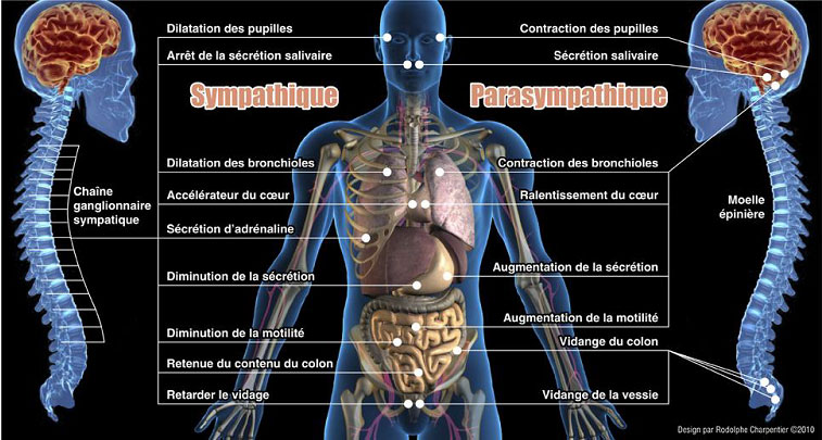 Technique de la cohérence cardiaque